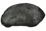 Fossil Whale Ear Bone - Miocene #99970-1